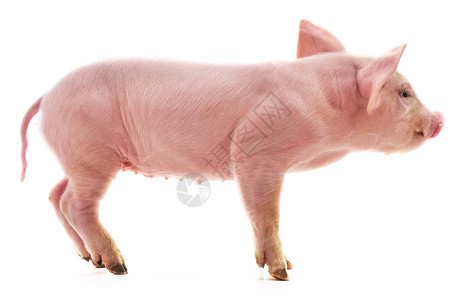 孤立在白色背景上的小粉红猪背景图片