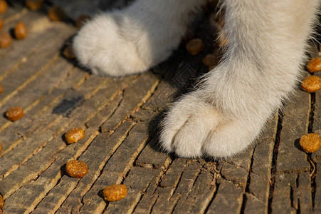 猫白色蓬松的猫爪猫和饲料在街上干粮图片素材