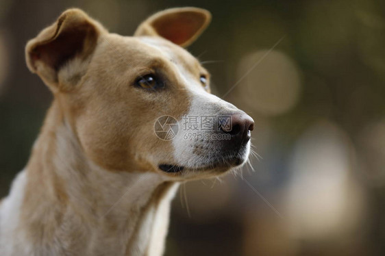 印度犬特写图片