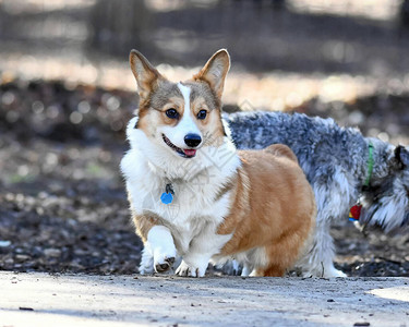 威尔士柯基犬在狗公园玩耍图片