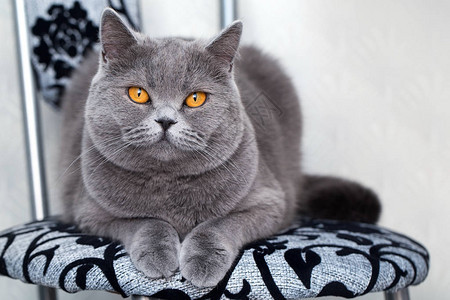 GreyScottlandcat坐在凳子上家里可爱的宠物图片