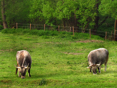 两头牛在Krishna养殖场上做两只奶牛图片