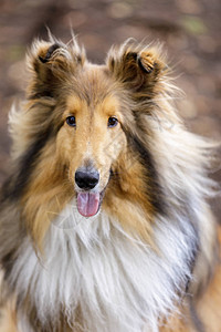 ShetlandSheepdodogAKASheltie三色男肖像图片