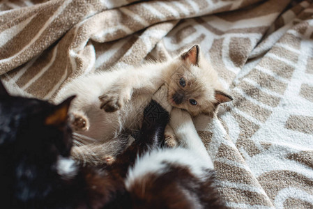 母猫与她可爱的毛绒小猫玩耍图片