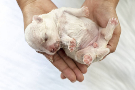 一只新生的马耳他小狗的特写镜头马耳他狗美丽的狗颜色白4天大毛茸的白色地毯上的小狗手上的狗在手上形成心形的猎犬手放图片