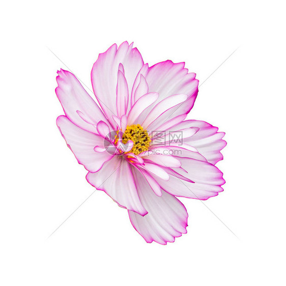 波斯菊花在白色侧视图上被隔离孤立的粉红色白嫩毛圈花打开花蕾美丽图片