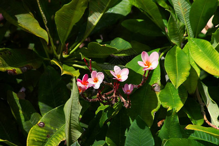 粉红色和黄色鸡蛋花或素馨背景图片