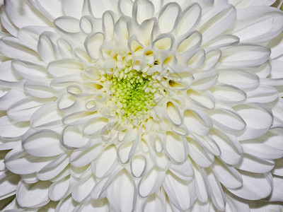 一朵美丽的白菊花特写图片