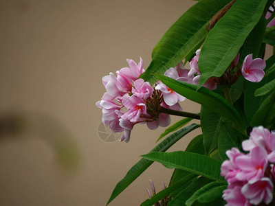 热带岛屿上的粉红色花束图片