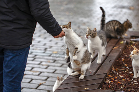 男人喂流浪猫人们喂小猫香肠街头野兽的问题图片