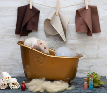 白毛大鼠是2020年的象征动物用泡沫坐在棕色玩具浴缸中面巾挂在墙上附近的瓶图片