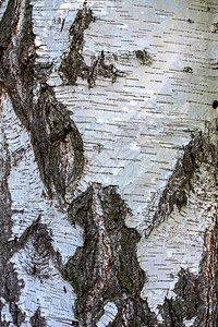 森林白桦树皮上的浮雕和图案图片