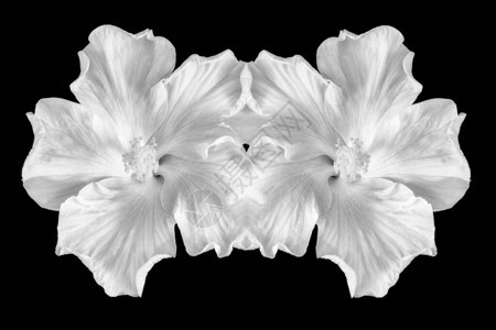 黑背景上的一对连结的宏观拼贴组合单色hibis图片