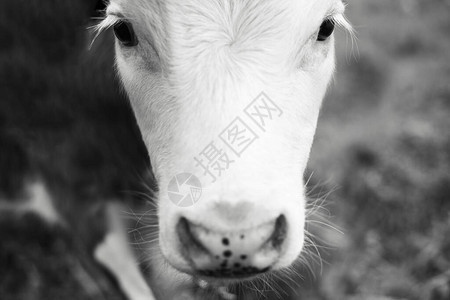 小母牛的特写黑白肖像图片