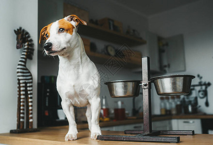 饥饿的杰克罗素罗素泰瑞尔狗站在桌子上图片
