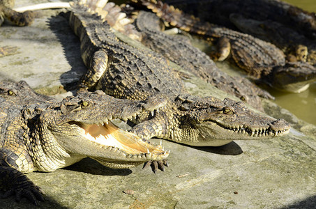 淡水鳄鱼近距离农场的暹罗鳄鱼Crocodylussiam图片