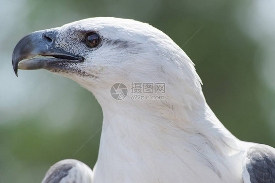 白腹海鹰也被称为白胸海鹰在白天自然界图片