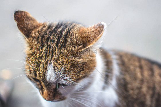 桃色肖像中的否认猫图片