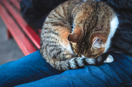 猫在秋天躺在长凳上跪在双膝上的球里卷起来拍图片