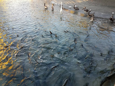 在波多黎各庞斯的LaGuancha河水中的白高起重机鱼和notponfin图片