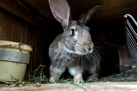 家养兔子在木笼里在花园里饲养动物图片