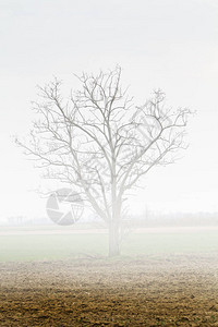 雾中的树图片