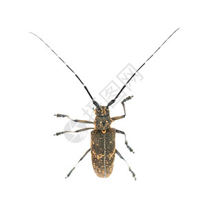 白底隔离的长角甲虫或长角图片