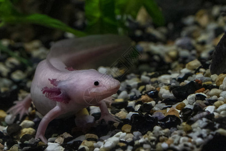 水下Axolot图片