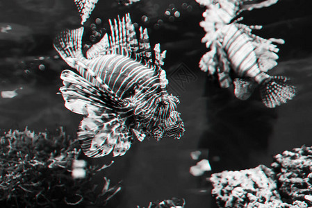 外来的红狮子鱼Pteroisvolitanss在水族馆的水中游泳黑白相片3D闪烁效图片