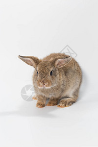 白色背景上的小兔子可爱的棕色兔子图片