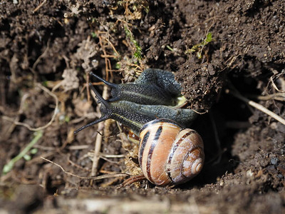 一对蜗牛爬在地上阳图片