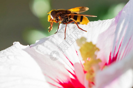 从白花中喂食花蜜图片