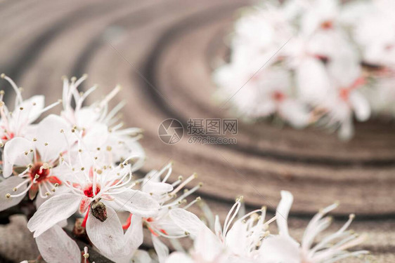 樱花盛开的花朵和可能在木制背景上的花卉质图片