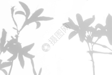 用于自然光照片效果的模糊叠加效果白墙上百合花的灰色阴影抽象的中自然概念背景图片