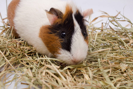 白背景孤立的白种小白鼠长图片素材