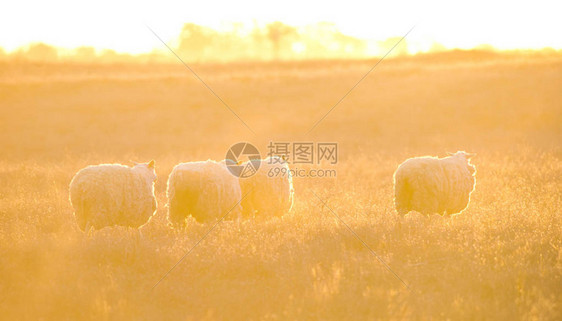 日落时在田野里放羊的风景图片