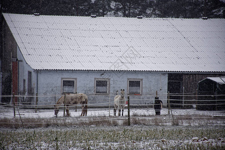 冬天在牧场的马图片