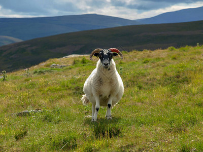 愤怒的公羊和绵羊的风景图片