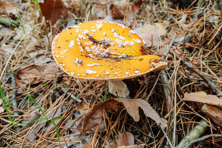橙色与白色鹅膏菌蘑菇自然背景图片