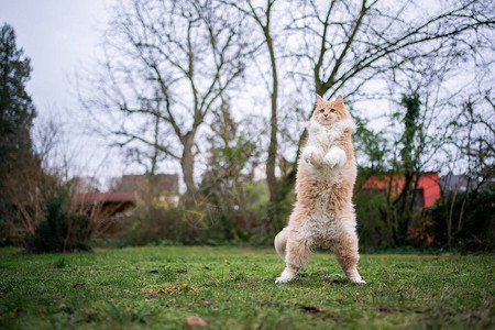 在花园的草地上站立在后腿上的一只小猫看着花图片