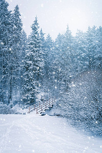 森林中的冬季景观与雪中的木桥图片