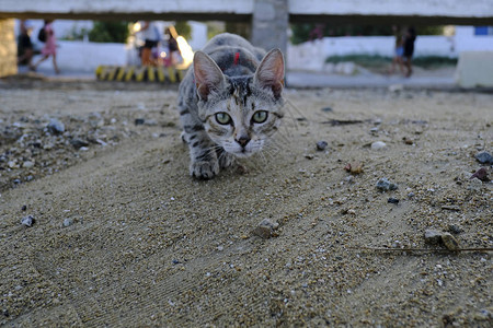 一只猫在沙滩上散步图片