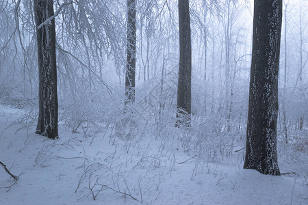 寒冷的气候下有冰冻树图片