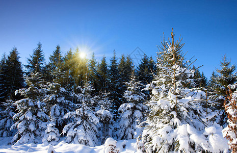 冬季森林的阳图片