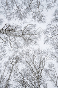 下角树木的低角度拍摄底有雪图片