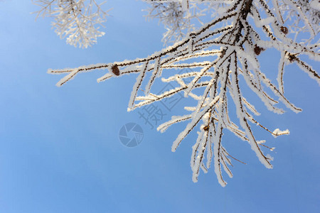 蓝天背景下白霜中落叶松的枝条图片