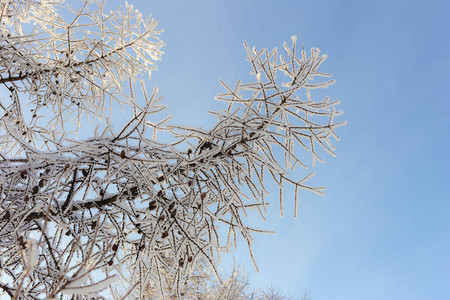 蓝天背景下白霜中落叶松的枝条图片
