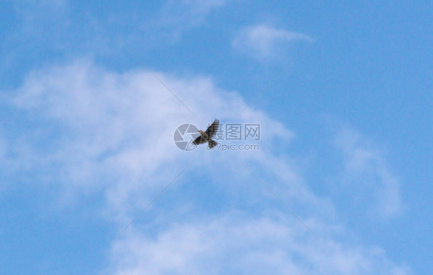 百灵鸟在暴风雨的天空中飞翔高清图片下载-正版图片504145962-摄图网