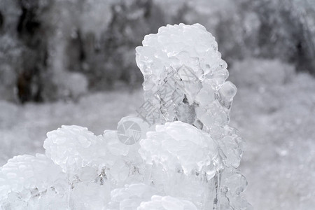 冬季树枝上的冰柱结冰图片
