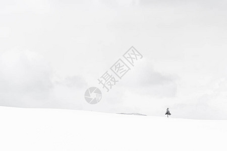 冬季寒雪季节美丽的户外自然景观和圣诞树图片